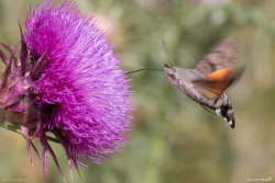 Taubenschwänzchen - Macroglossum stellatarum, Eisenhofen