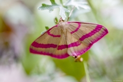 Ampfer-Purpurspanner (Lythria cruentaria)