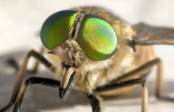 Tabanus sudeticus