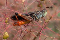 Buntbäuchiger Grashüpfer - Omocestus rufipes, Doberdo