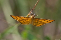 Goldgelber Magerrasen-Zwergspanner - Idaea aureolaria, Eisenhofen