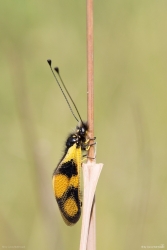 Libellen Schmetterlingshaft - Libelloides macaronius, Cres