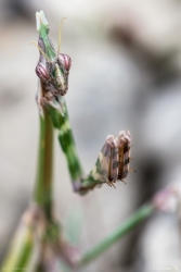  Gottesanbeterin - Empusa fasciata