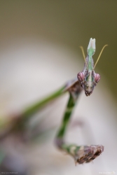 Gottesanbeterin - Empusa fasciata