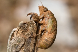 Mannasingzikade (Larve) - Cicada orni