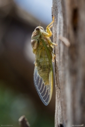  Mannasingzikade - Cicada orni, Cres