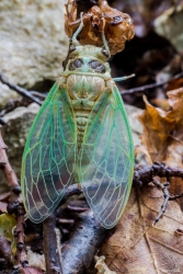 Mannasingzikade - Cicada orni