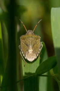 Graue Gartenwanze - Rhaphigaster nebulosa